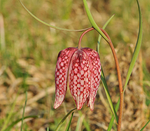 Fritillaria meleagris