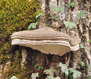 Ganoderma