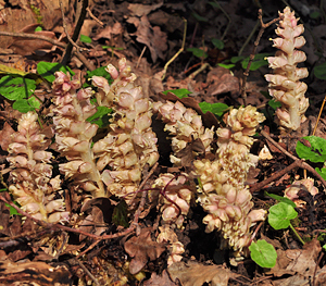 Polypodium vulgaris