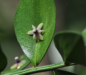 Ruscus