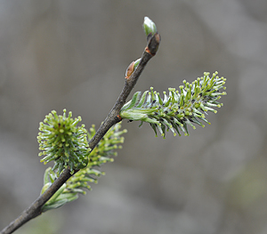 Salix caprea femelle