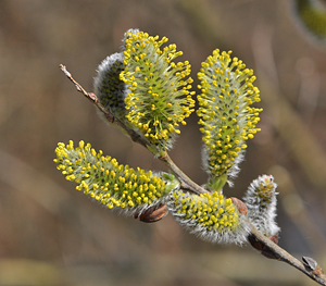 Salix caprea male