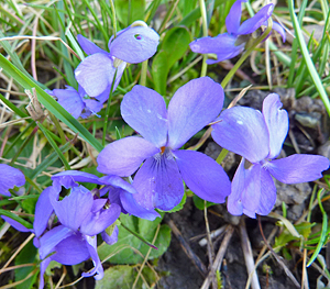 Viola palustris