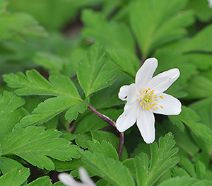 Anemone nemorosa