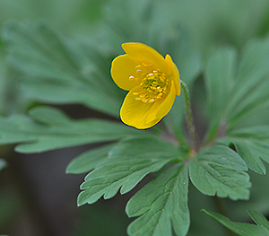 Anemone ranunculoides