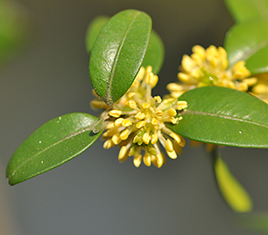 Buxus sempervirens