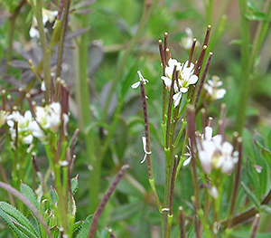 Cardamine hirsuta