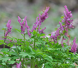 Corydalis solida