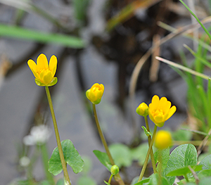 Ranunculus ficaria