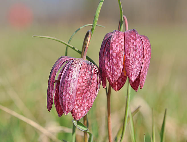 Fritillaria meleagris