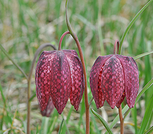 Fritillaria meleagris