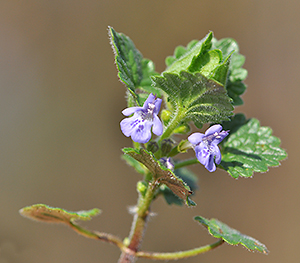 Glechoma hederacea