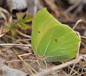 Gonepteryx rhamni