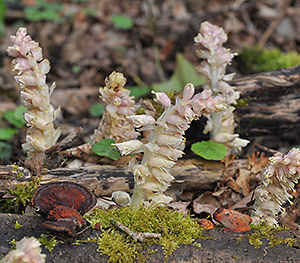 Lathraea squamaria