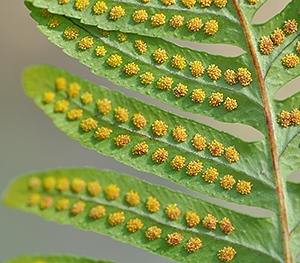 Polypodium vulgaris