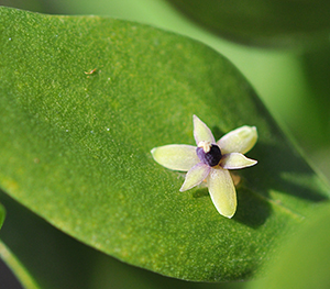 Ruscus aculeatus