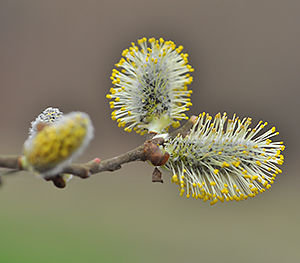 Salix caprea