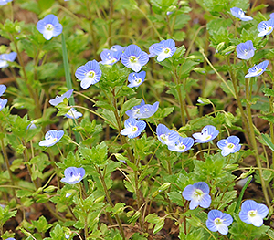 Veronica persica