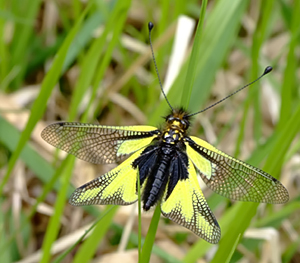 Libelloides cocajus