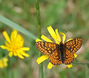 Euphydryas aurinia