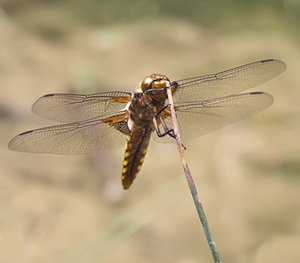 Libellula depressa
