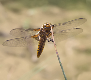 Libellula depressa