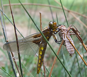 Libellula depressa exuvie