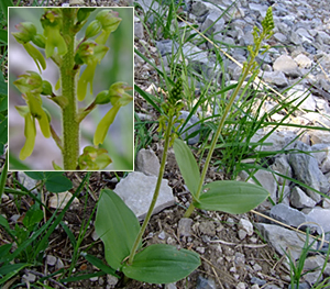 Listera ovata