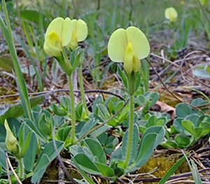 Lotus maritimus