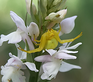 Misumena vatia