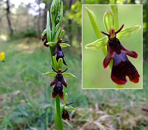 Ophrys insectifera