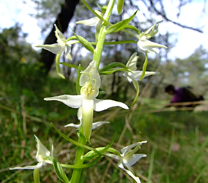 Platanthera bifolia