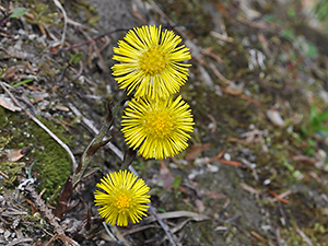 Tussilago farfara