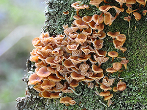 Xeromphalina campanella