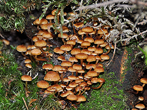 Xeromphalina campanella