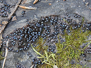 Lamproderma