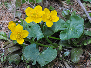 Caltha palustris