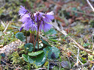 Soldanella alpina