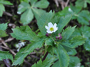 Ranunculus aconitifolius