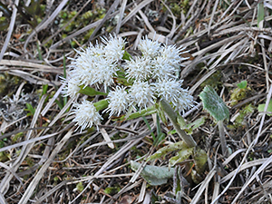 Petasites albus