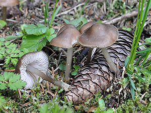 Mycena plumipes