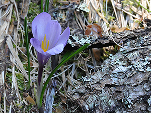 Crocus vernus