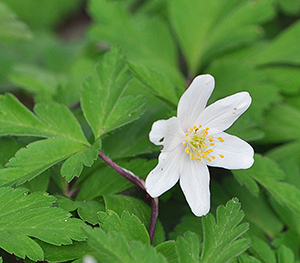 Anemone nemorosa