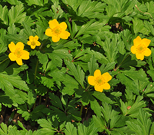 Anemone ranunculoides