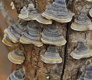 Coriolus versicolor