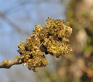 Fraxinus excelsior