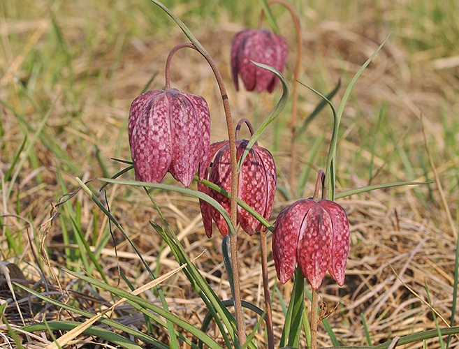 Fritillaria meleagris