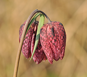 Fritillaria meleagris