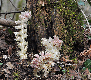 Lathraea squamaria