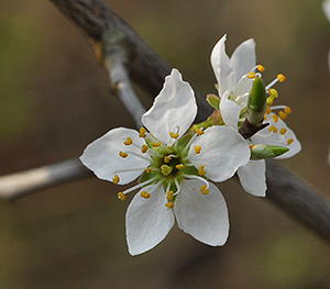 Prunus spinosa